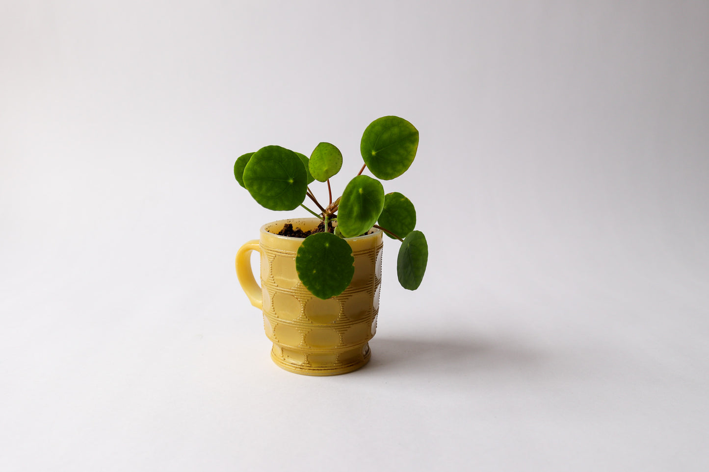 Pilea in Vintage Fire King Yellow Mug