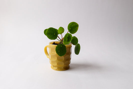 Pilea in Vintage Fire King Yellow Mug