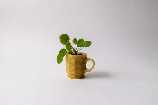 Pilea in Vintage Fire King Yellow Mug