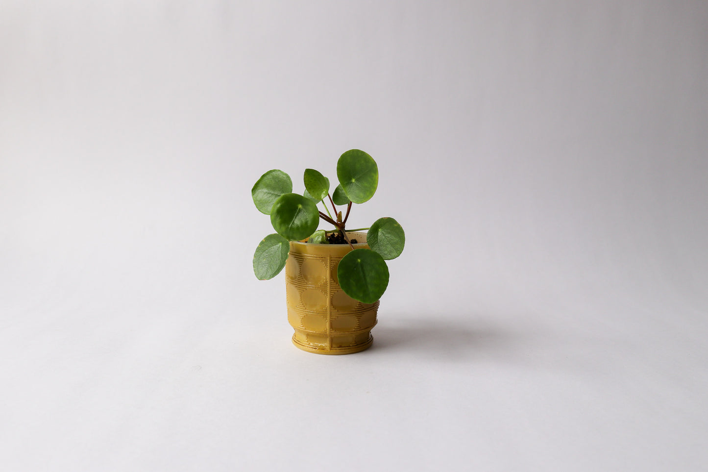 Pilea in Vintage Fire King Yellow Mug