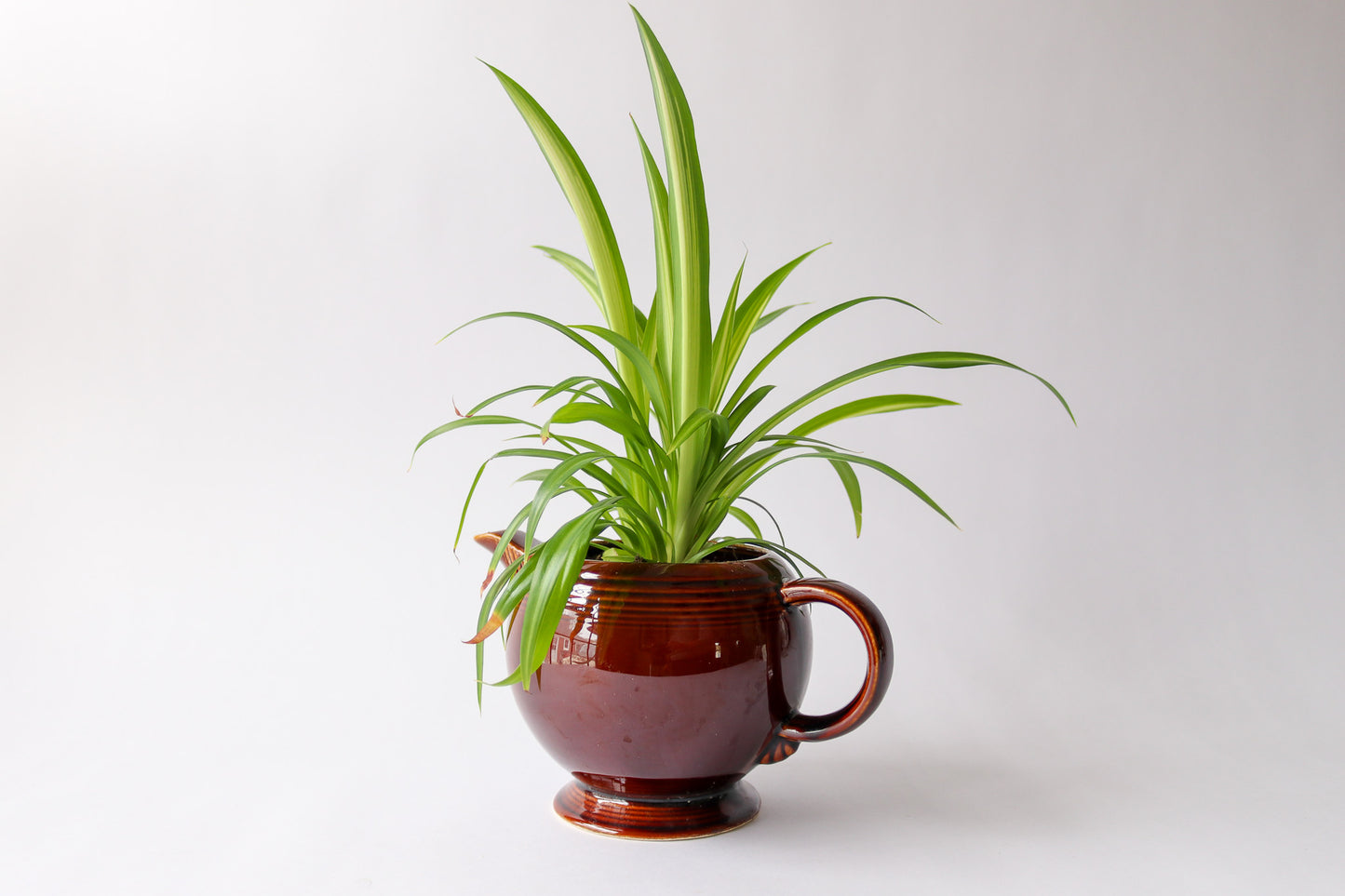 Vintage Tea Pot with Spider Plant
