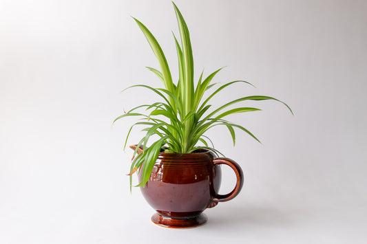 Vintage Tea Pot with Spider Plant