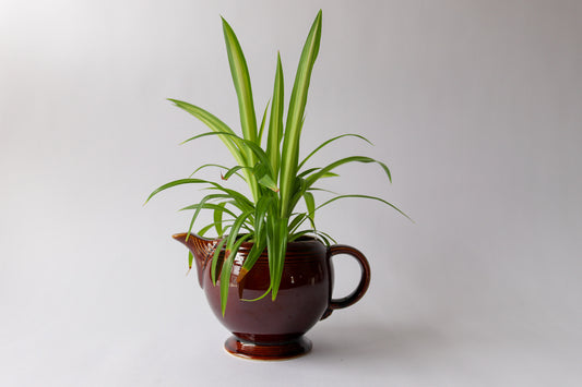 Vintage Tea Pot with Spider Plant