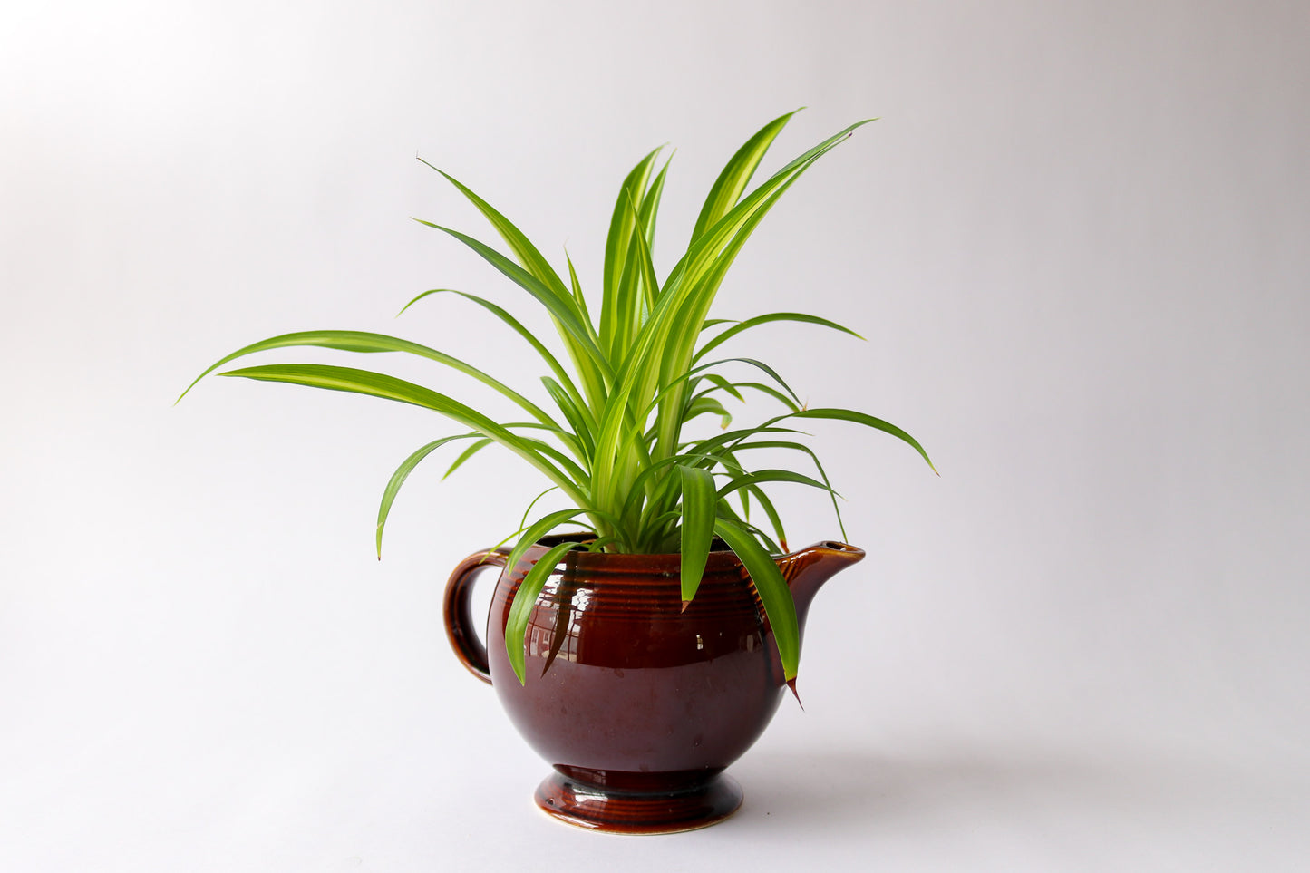 Vintage Tea Pot with Spider Plant