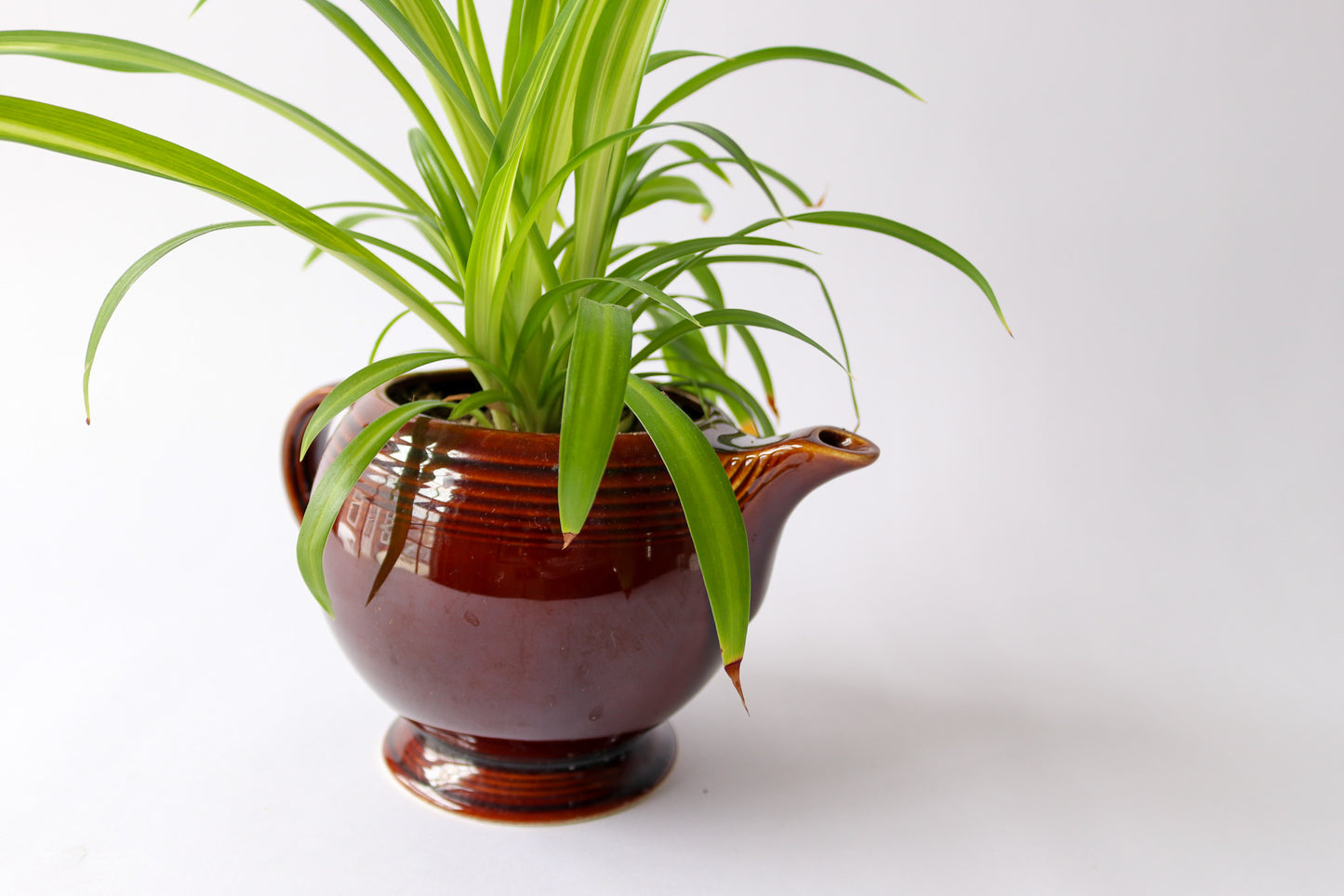 Vintage Tea Pot with Spider Plant