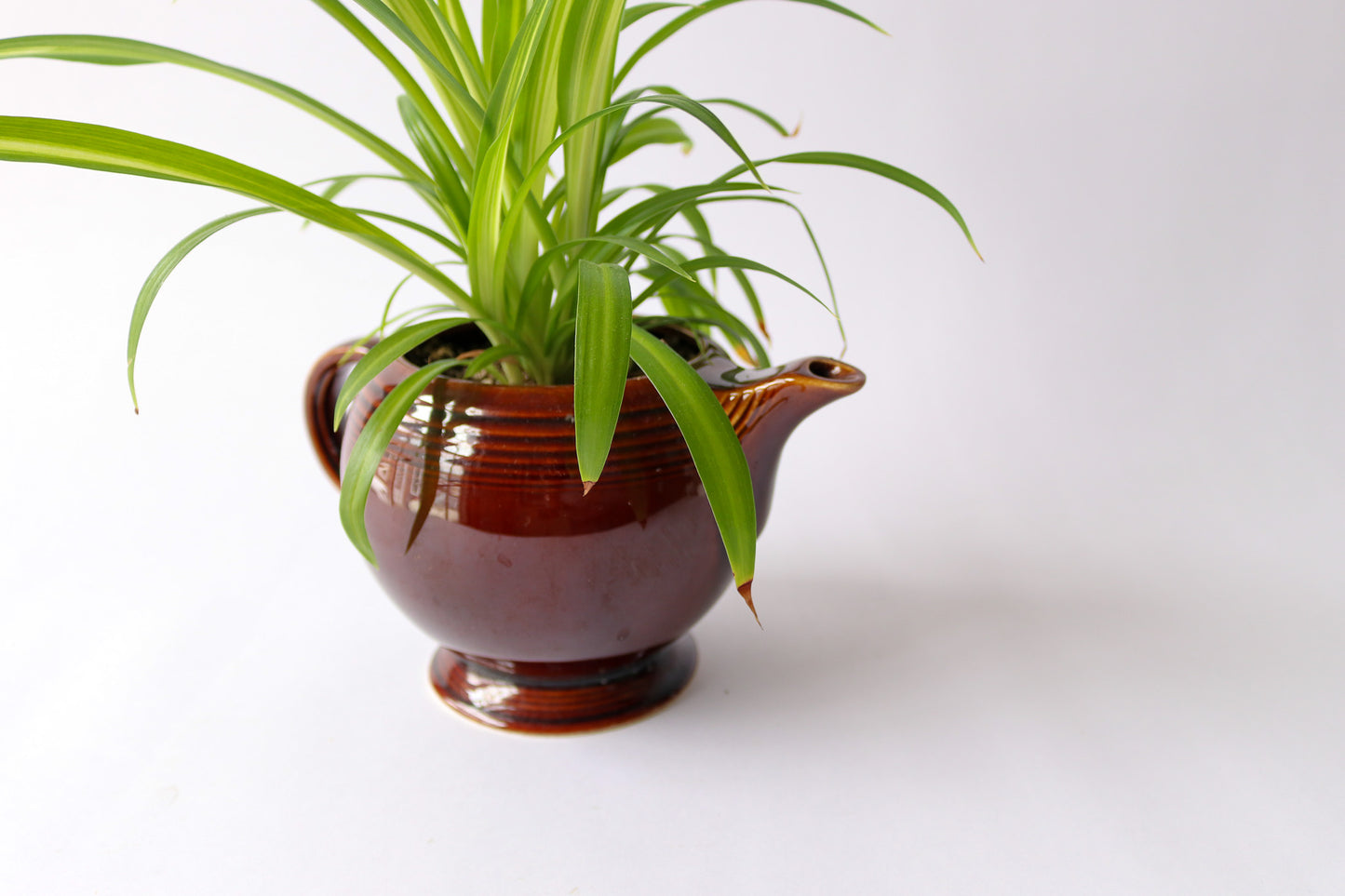 Vintage Tea Pot with Spider Plant