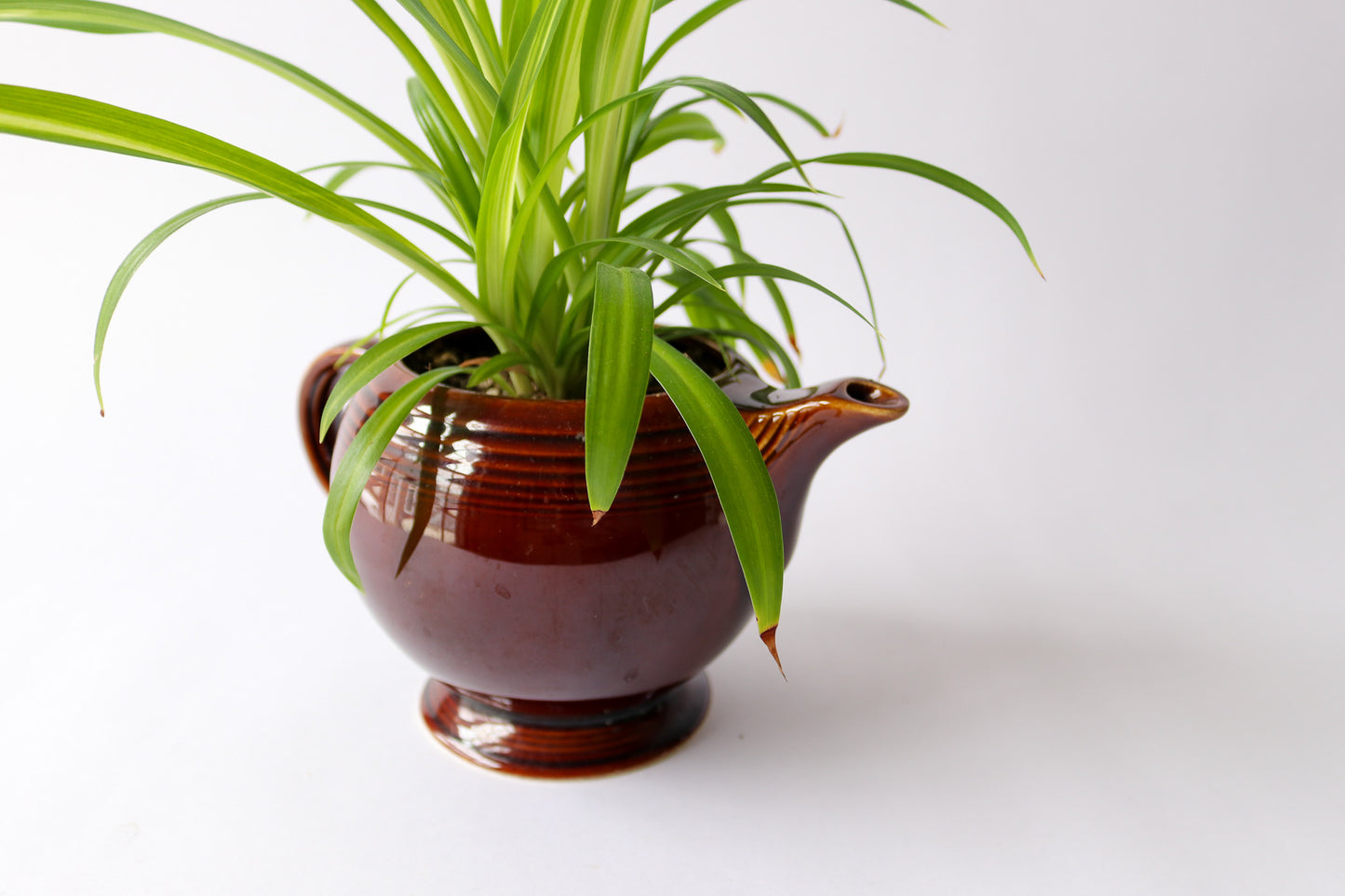 Vintage Tea Pot with Spider Plant